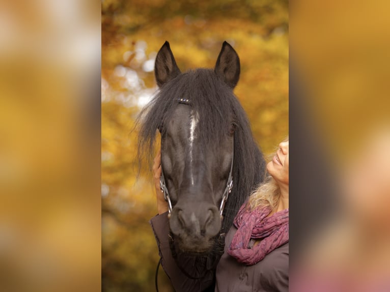 PRE Mestizo Caballo castrado 18 años 152 cm Morcillo in Hettiswil b. Hindelbank