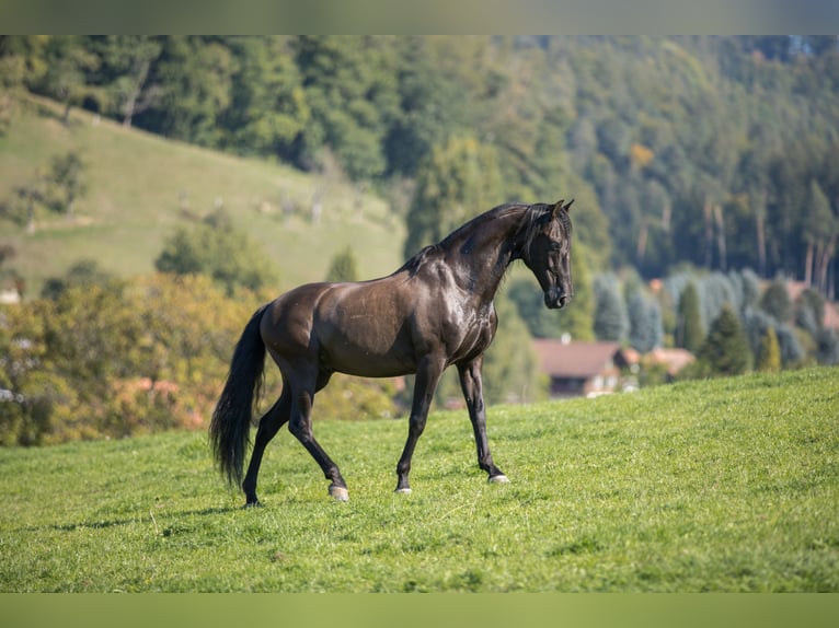 PRE Mestizo Caballo castrado 18 años 152 cm Morcillo in Hettiswil b. Hindelbank