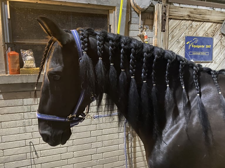 PRE Mestizo Caballo castrado 18 años 152 cm Morcillo in Hettiswil b. Hindelbank