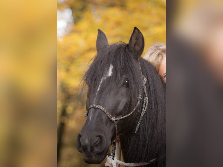 PRE Mestizo Caballo castrado 18 años 152 cm Morcillo in Hettiswil b. Hindelbank