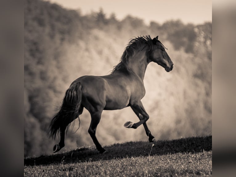 PRE Mestizo Caballo castrado 18 años 152 cm Morcillo in Hettiswil b. Hindelbank