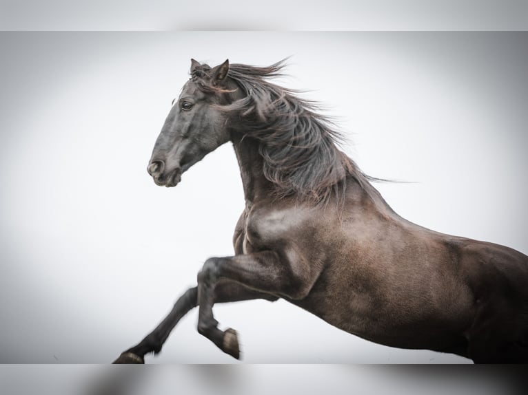 PRE Mestizo Caballo castrado 18 años 152 cm Morcillo in Hettiswil b. Hindelbank