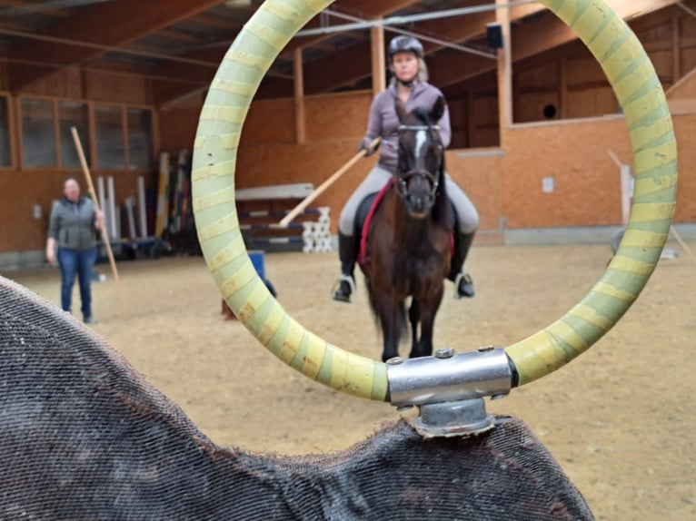 PRE Mestizo Caballo castrado 18 años 152 cm Morcillo in Hettiswil b. Hindelbank