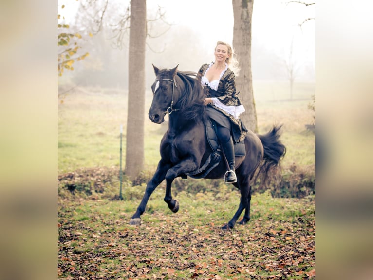 PRE Mestizo Caballo castrado 18 años 152 cm Morcillo in Hettiswil b. Hindelbank