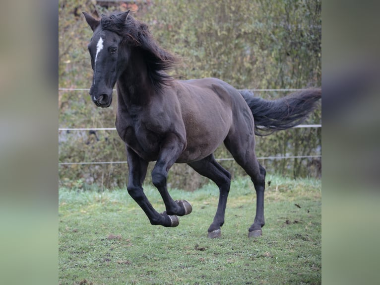 PRE Mestizo Caballo castrado 18 años 152 cm Morcillo in Hettiswil b. Hindelbank