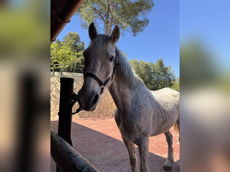 PRE Mestizo Caballo castrado 18 años 162 cm Tordo picazo in Vila-Real/Villarreal
