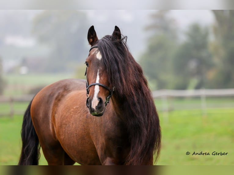PRE Mestizo Caballo castrado 18 años 164 cm Castaño in Kulmerau