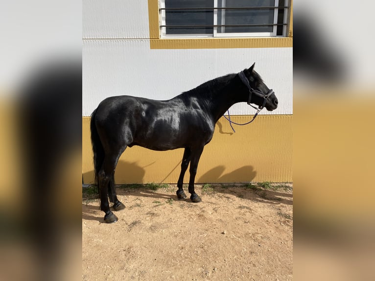 PRE Caballo castrado 18 años 165 cm Negro in Almansa