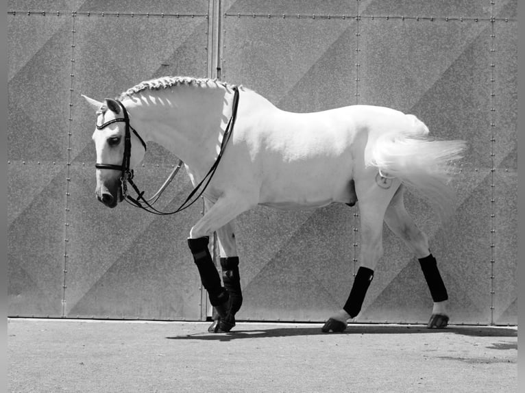 PRE Caballo castrado 18 años 165 cm Tordo in HEUVELLAND