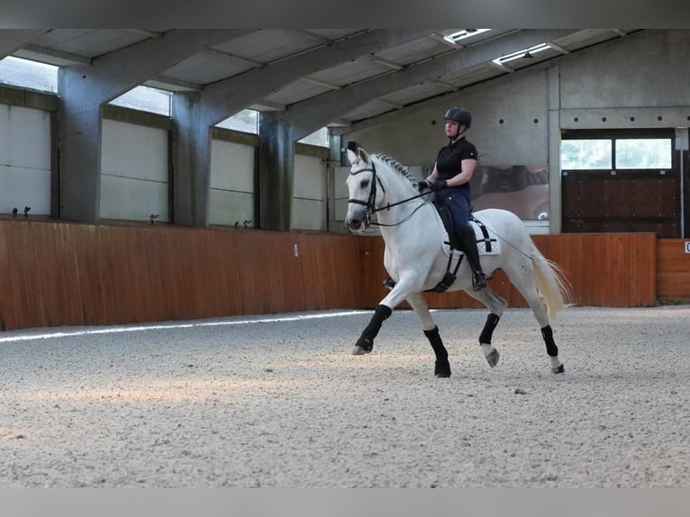 PRE Caballo castrado 18 años 165 cm Tordo in HEUVELLAND