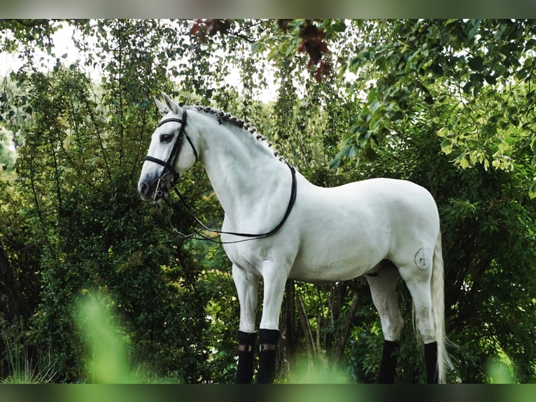 PRE Caballo castrado 18 años 165 cm Tordo in HEUVELLAND