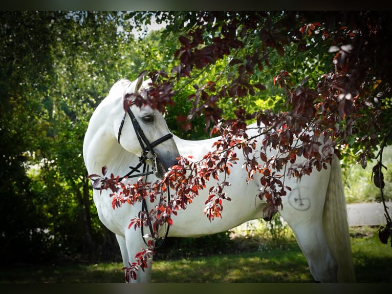 PRE Caballo castrado 18 años 165 cm Tordo in HEUVELLAND