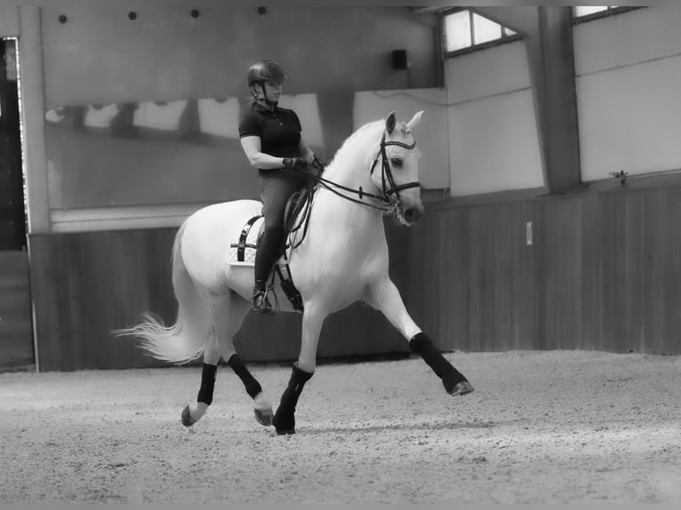 PRE Caballo castrado 18 años 165 cm Tordo in HEUVELLAND