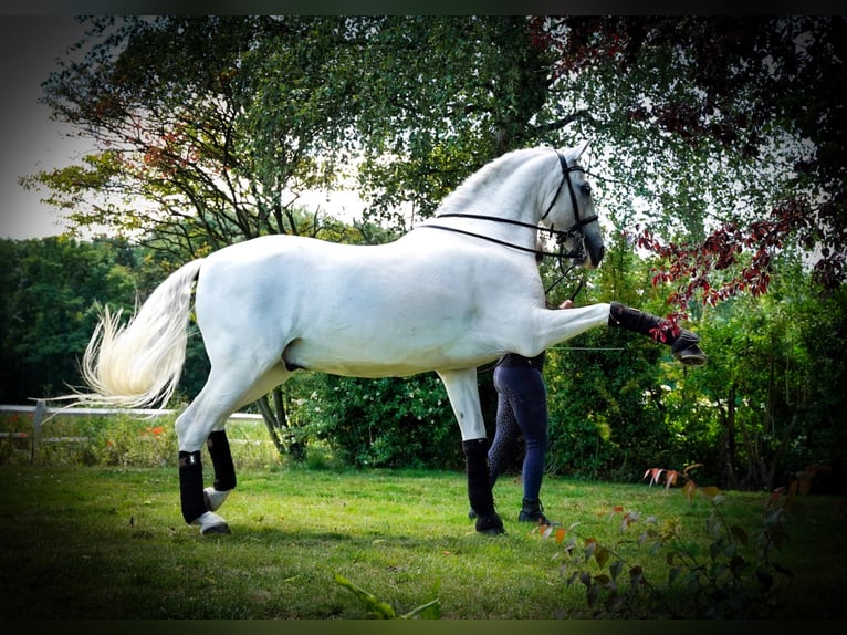 PRE Caballo castrado 18 años 165 cm Tordo in HEUVELLAND