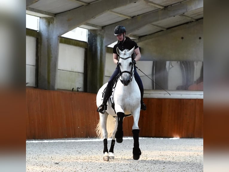 PRE Caballo castrado 18 años 165 cm Tordo in HEUVELLAND