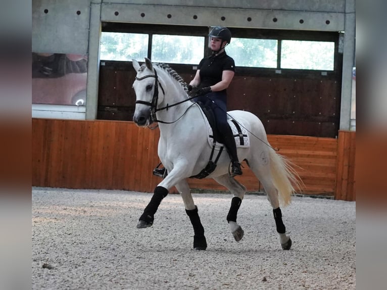 PRE Caballo castrado 18 años 165 cm Tordo in HEUVELLAND