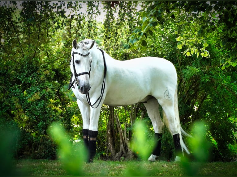 PRE Caballo castrado 18 años 165 cm Tordo in HEUVELLAND