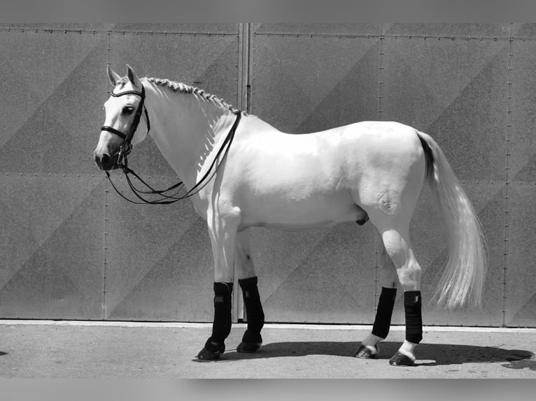 PRE Caballo castrado 18 años 165 cm Tordo in HEUVELLAND