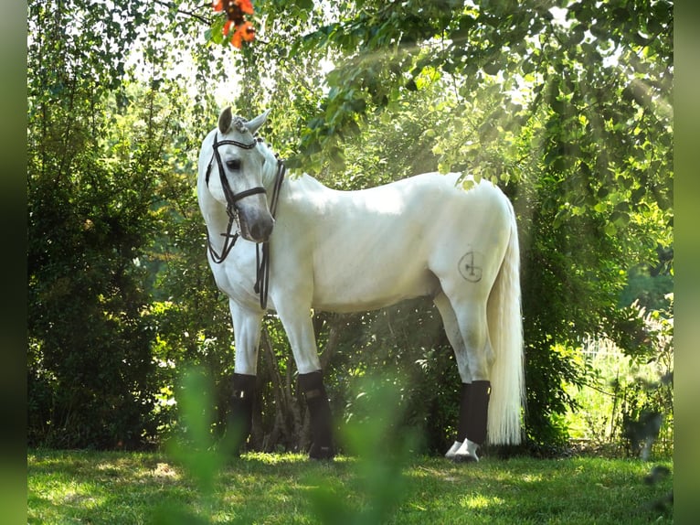 PRE Caballo castrado 18 años 165 cm Tordo in HEUVELLAND