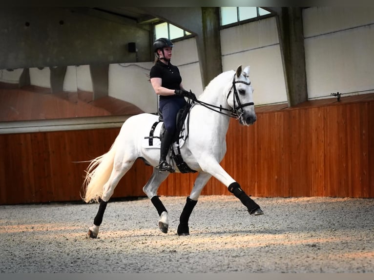 PRE Caballo castrado 18 años 165 cm Tordo in HEUVELLAND