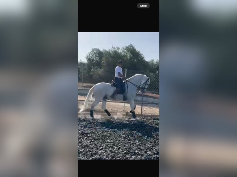 PRE Caballo castrado 18 años 172 cm Tordo in Torremolinos PRE Caballo castrado 18 años 172 cm Tordo in Torremolinos