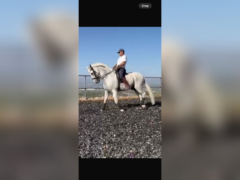 PRE Caballo castrado 18 años 172 cm Tordo in Torremolinos