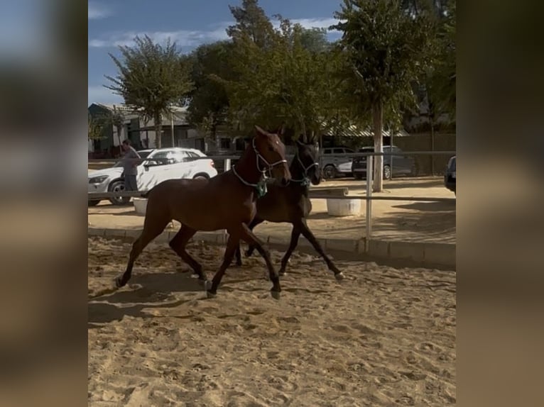 PRE Mestizo Caballo castrado 1 año 148 cm Castaño in Carmona