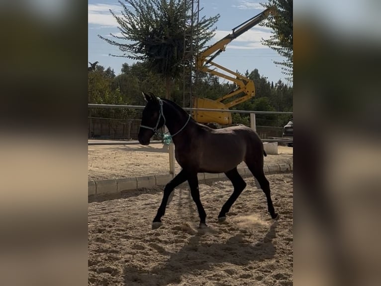 PRE Mestizo Caballo castrado 1 año 148 cm Castaño in Carmona