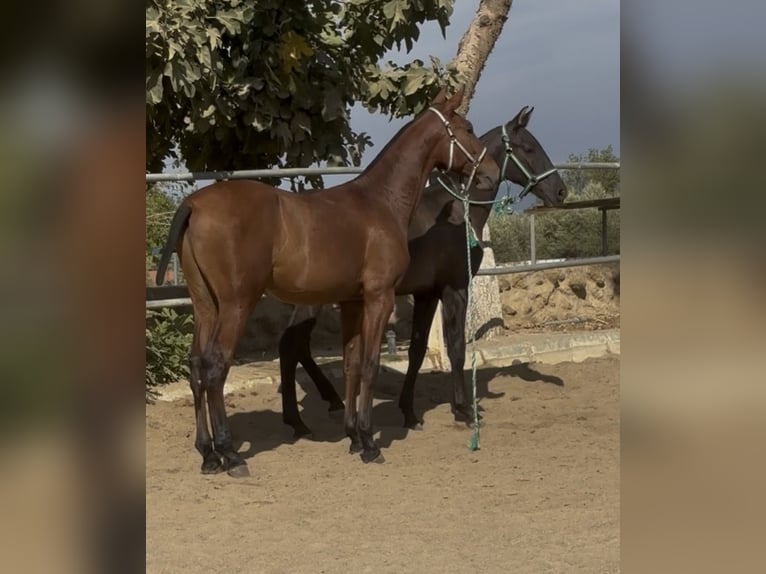 PRE Mestizo Caballo castrado 1 año 148 cm Castaño in Carmona