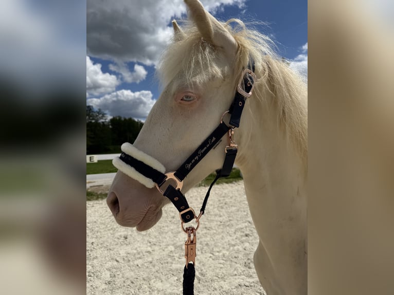 PRE Mestizo Caballo castrado 1 año 159 cm Cremello in Beutelsbach