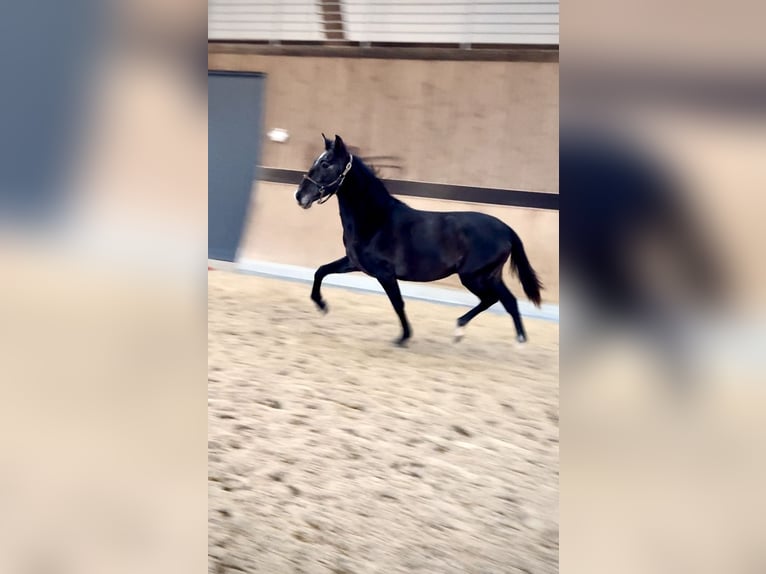 PRE Mestizo Caballo castrado 1 año 160 cm Castaño in WarendorfWarendorf