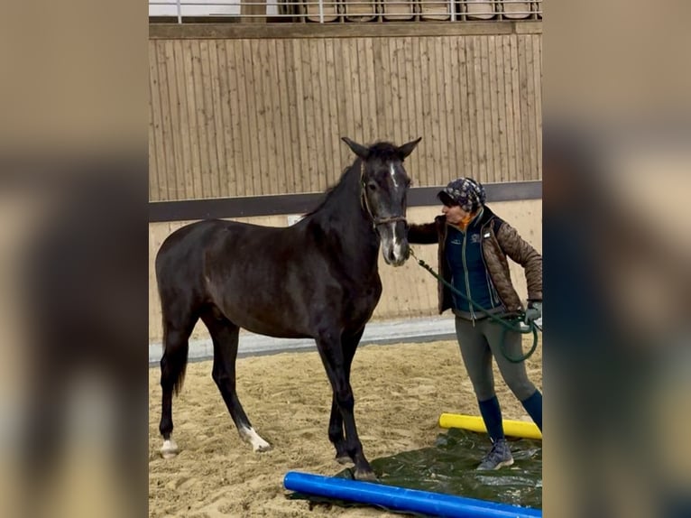 PRE Mestizo Caballo castrado 1 año 160 cm Castaño in WarendorfWarendorf