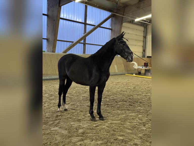 PRE Mestizo Caballo castrado 1 año 160 cm Castaño in WarendorfWarendorf