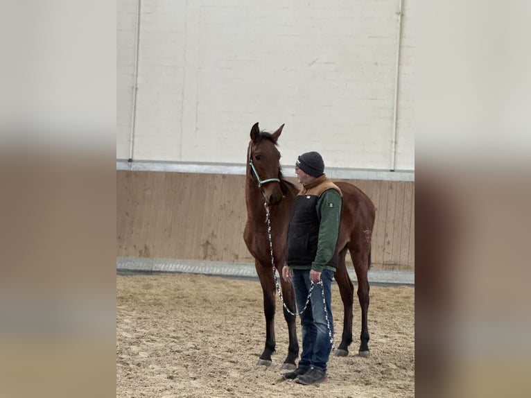 PRE Mestizo Caballo castrado 1 año 160 cm Castaño in WarendorfWarendorf