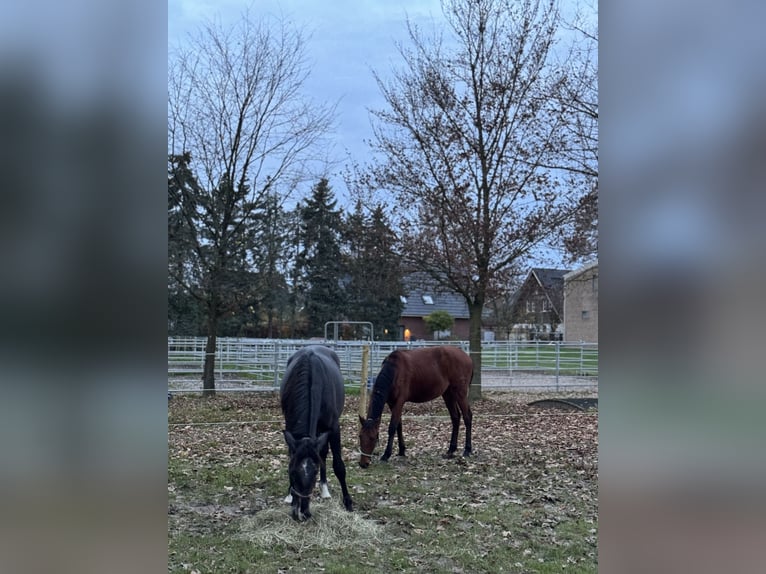 PRE Mestizo Caballo castrado 1 año 160 cm Castaño in WarendorfWarendorf