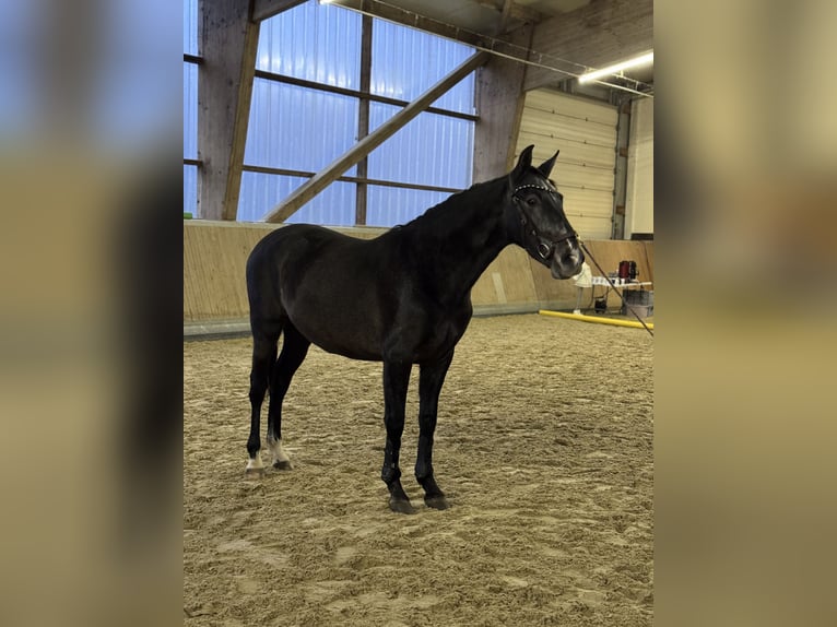 PRE Mestizo Caballo castrado 1 año 160 cm Castaño in WarendorfWarendorf