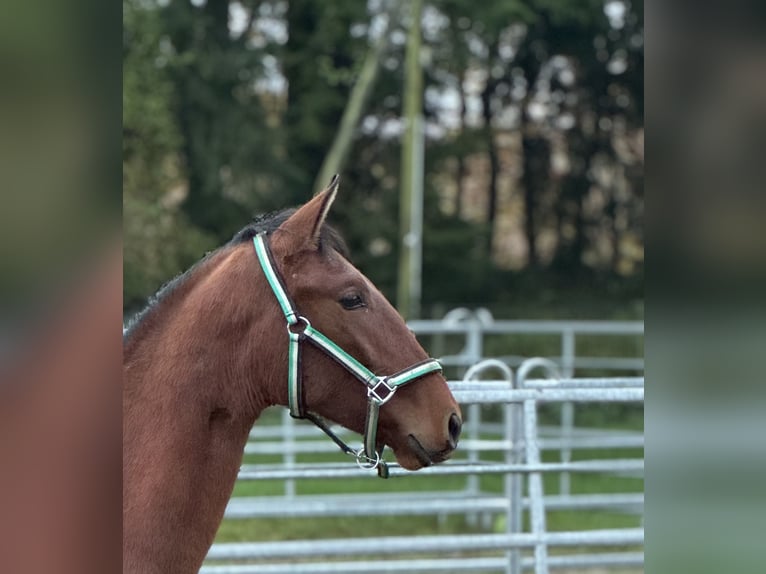 PRE Mestizo Caballo castrado 1 año 160 cm Castaño in WarendorfWarendorf