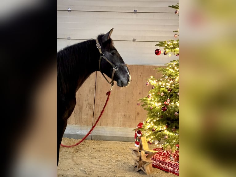 PRE Mestizo Caballo castrado 1 año 160 cm Castaño in WarendorfWarendorf