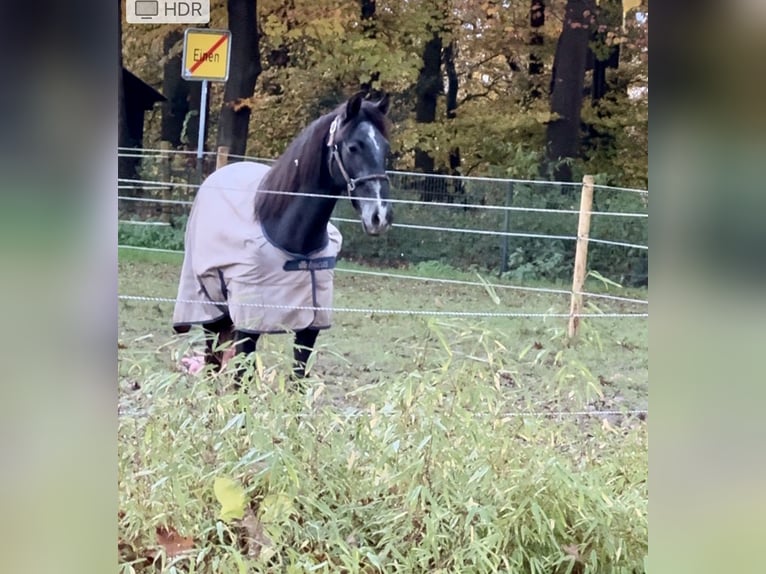 PRE Mestizo Caballo castrado 1 año 160 cm Castaño in WarendorfWarendorf