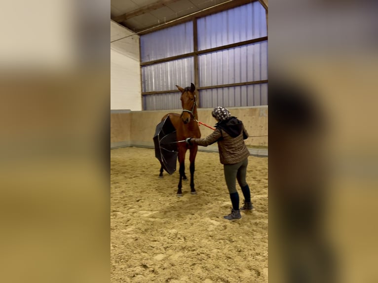 PRE Mestizo Caballo castrado 1 año 160 cm Castaño in WarendorfWarendorf