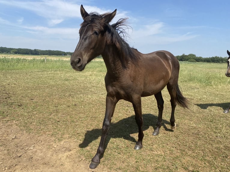 PRE Mestizo Caballo castrado 1 año 168 cm Negro in Rilland