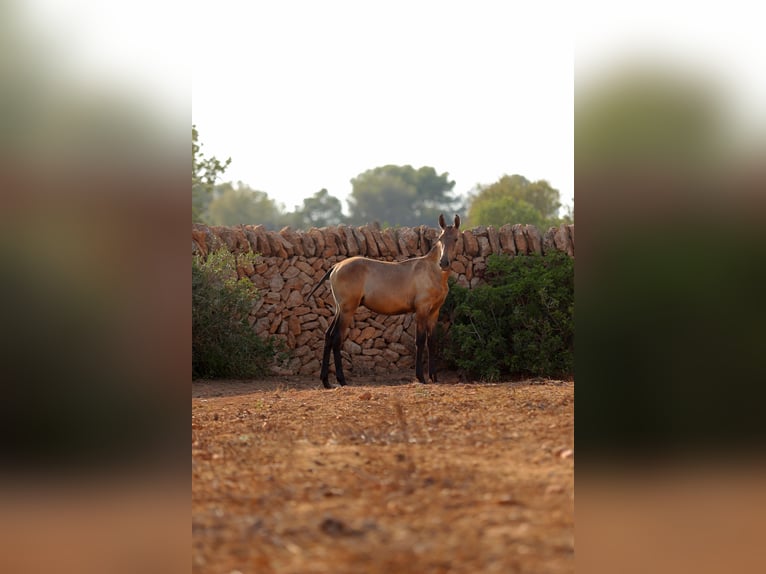 PRE Mestizo Caballo castrado 1 año Tordo in Llucmajor