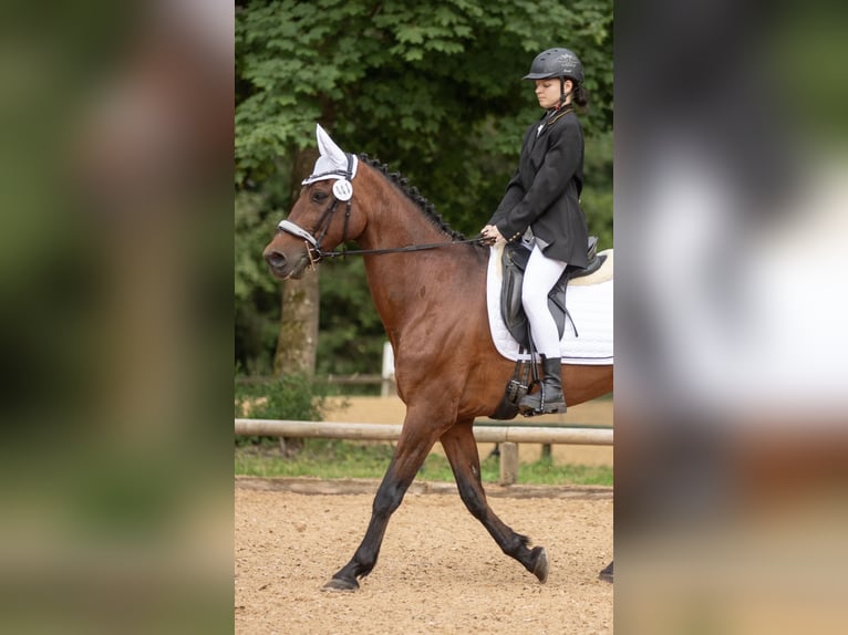 PRE Mestizo Caballo castrado 20 años 165 cm Castaño in Grafing