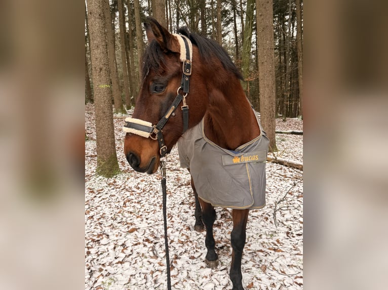 PRE Mestizo Caballo castrado 20 años 165 cm Castaño in Grafing