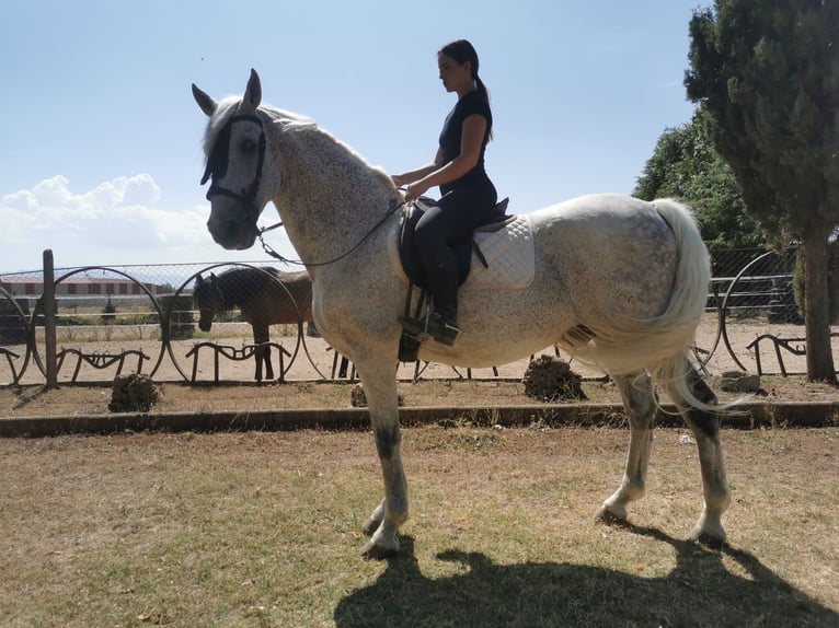 PRE Mestizo Caballo castrado 20 años 166 cm Tordo picazo in Grajera