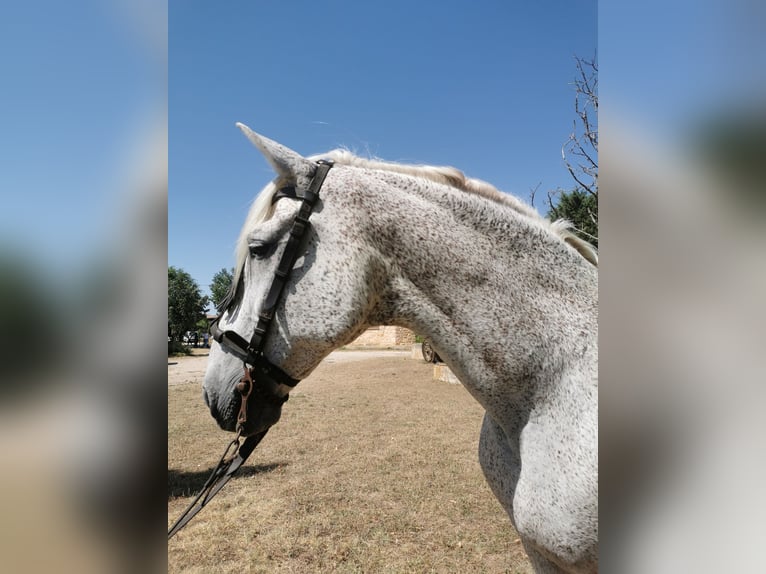 PRE Mestizo Caballo castrado 20 años 166 cm Tordo picazo in Grajera