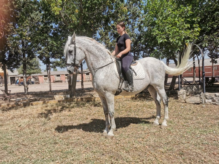 PRE Mestizo Caballo castrado 20 años 166 cm Tordo picazo in Grajera