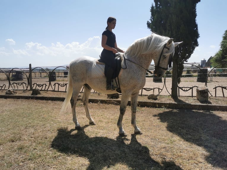 PRE Mestizo Caballo castrado 20 años 166 cm Tordo picazo in Grajera