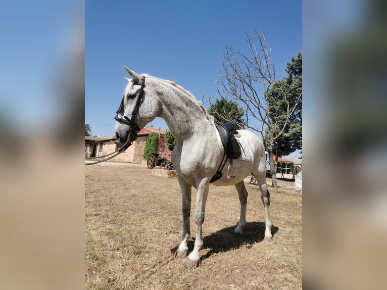 PRE Mestizo Caballo castrado 20 años 166 cm Tordo picazo in Grajera