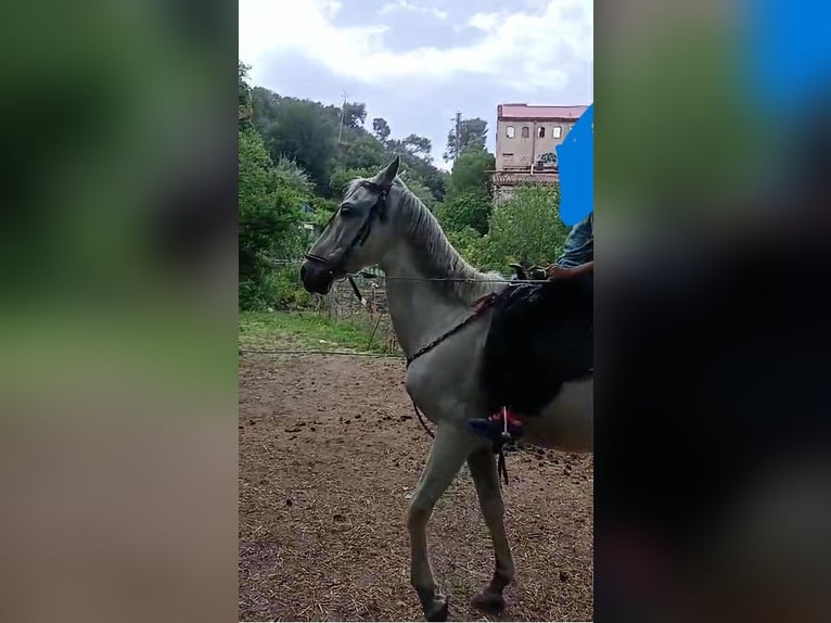 PRE Mestizo Caballo castrado 21 años 158 cm Tordo in santa perpetua